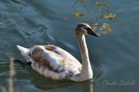 /album/uccelli/cigno-giovane-jpg/